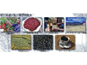 【コーヒー豆】【フェアトレード/ピースコーヒー】東ティモールピースコーヒー 焙煎豆・深煎り（500g）