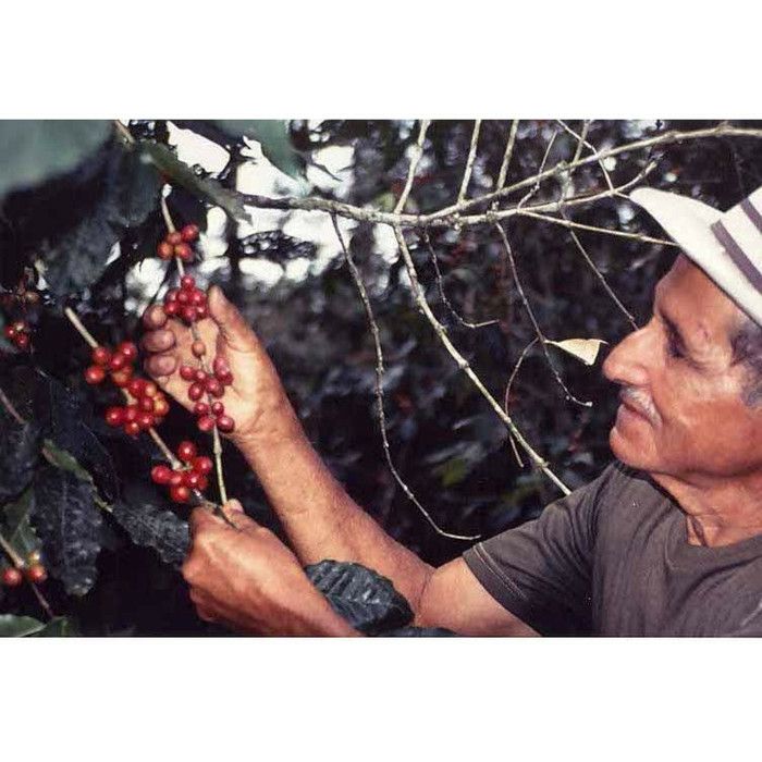 【コーヒー豆】【有機JAS認証】レギュラーコーヒー 有機ナチュラレッサ 1ケース（150g×20袋） 粉